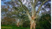 A river red gum in Banksia Park.