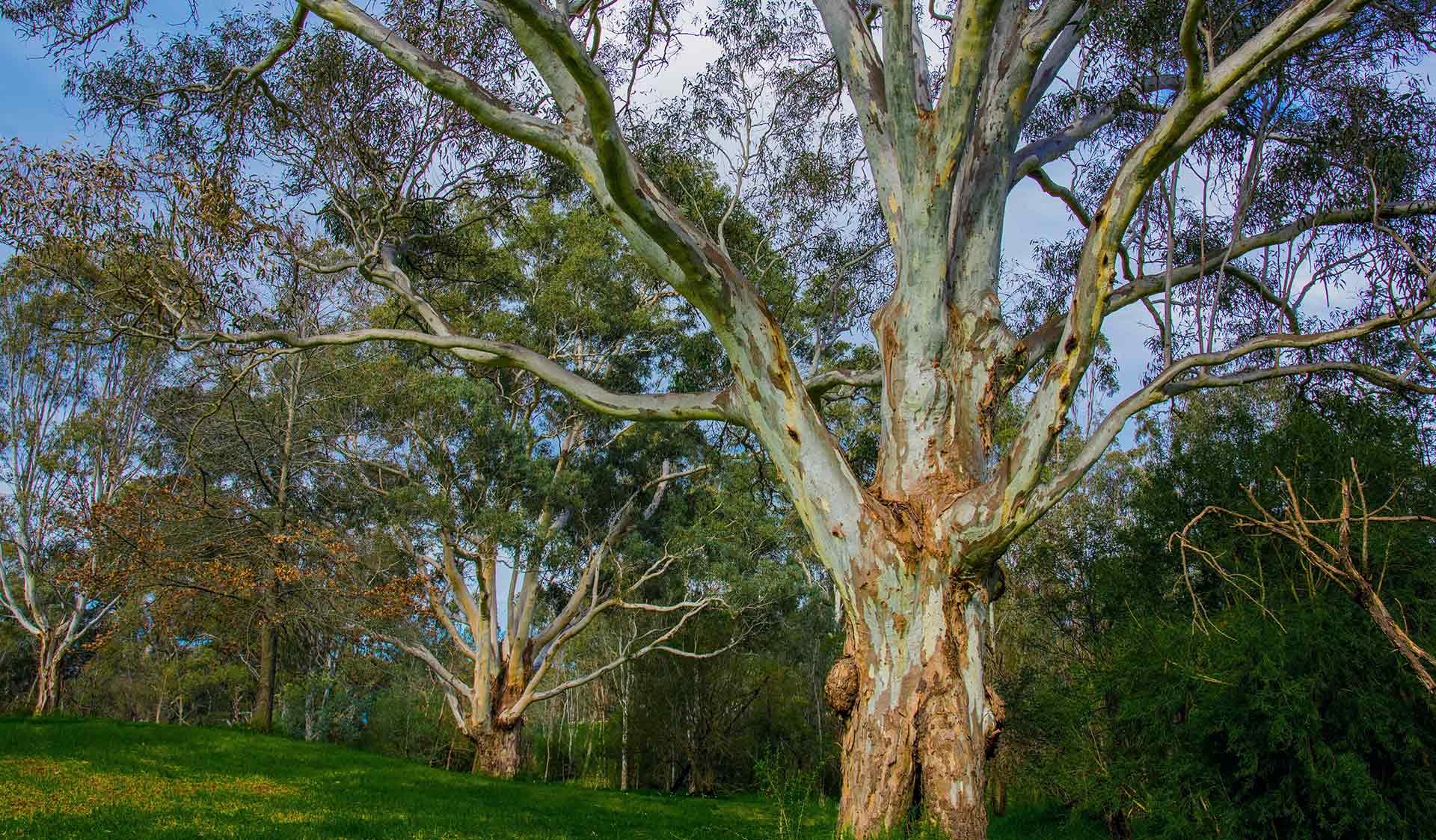 A river red gum in Banksia Park.