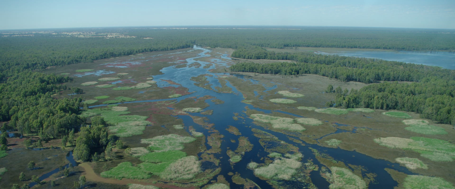 Aerial view of Barmah National Park, looking at large waterways and a vast tree line