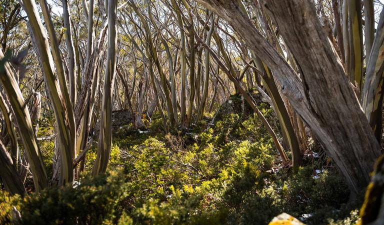 Snowgums on the Baw Baw Plateau.