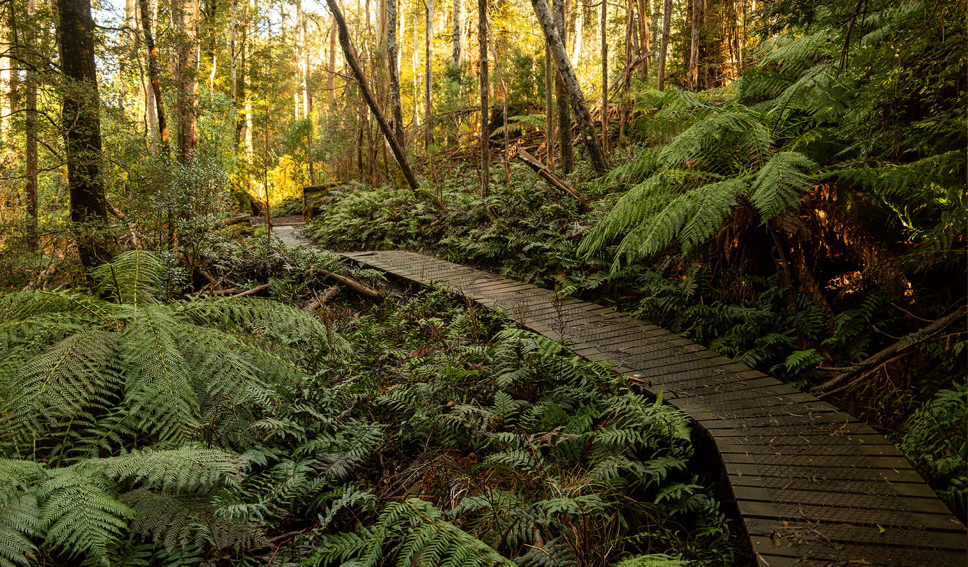A wooden footpath winding through a forest. There is sunlight streaming through the background. 