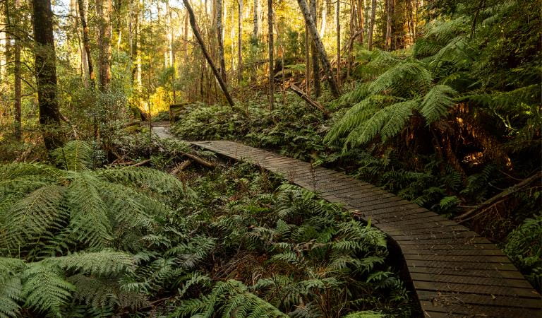 A wooden footpath winding through a forest. There is sunlight streaming through the background.