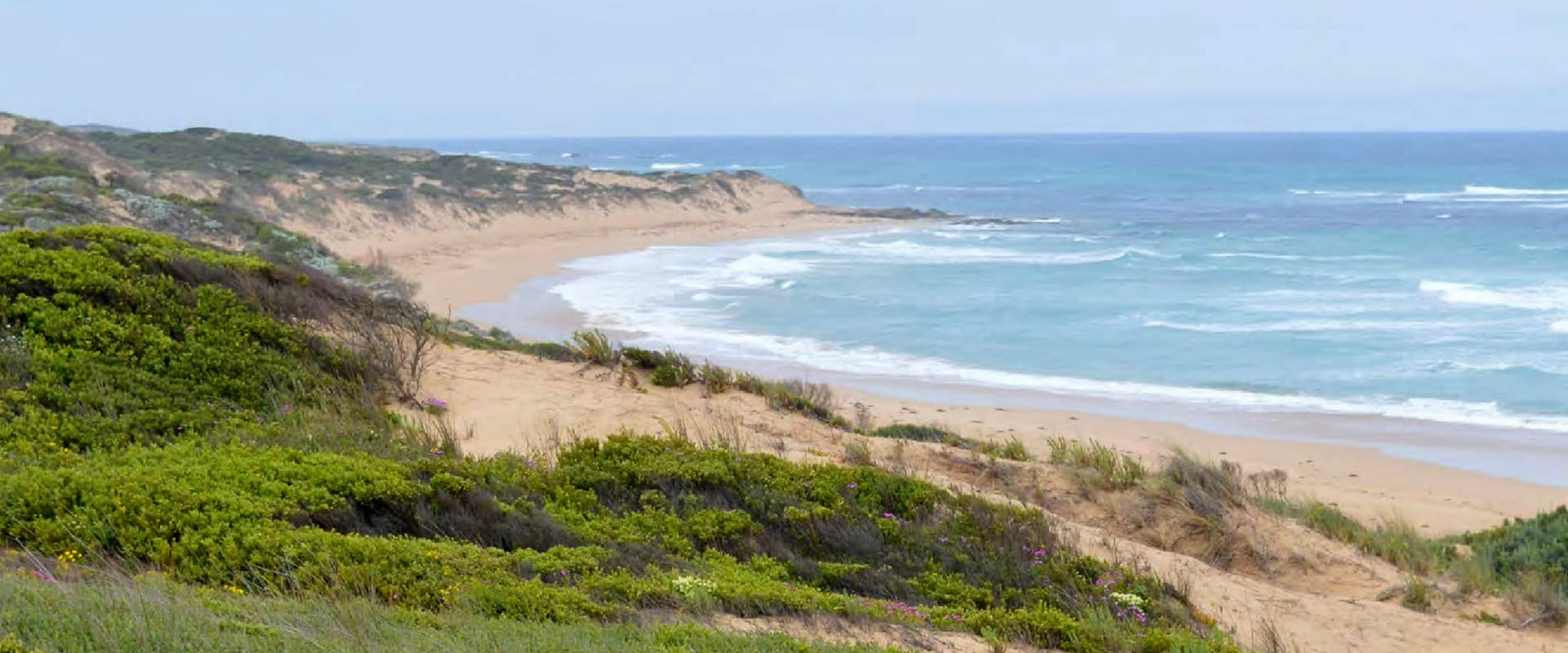 Ocean waves lap against Belfast Coastal Reserve's sandy shoreline dotted with wildflowers amongst the green grassland.