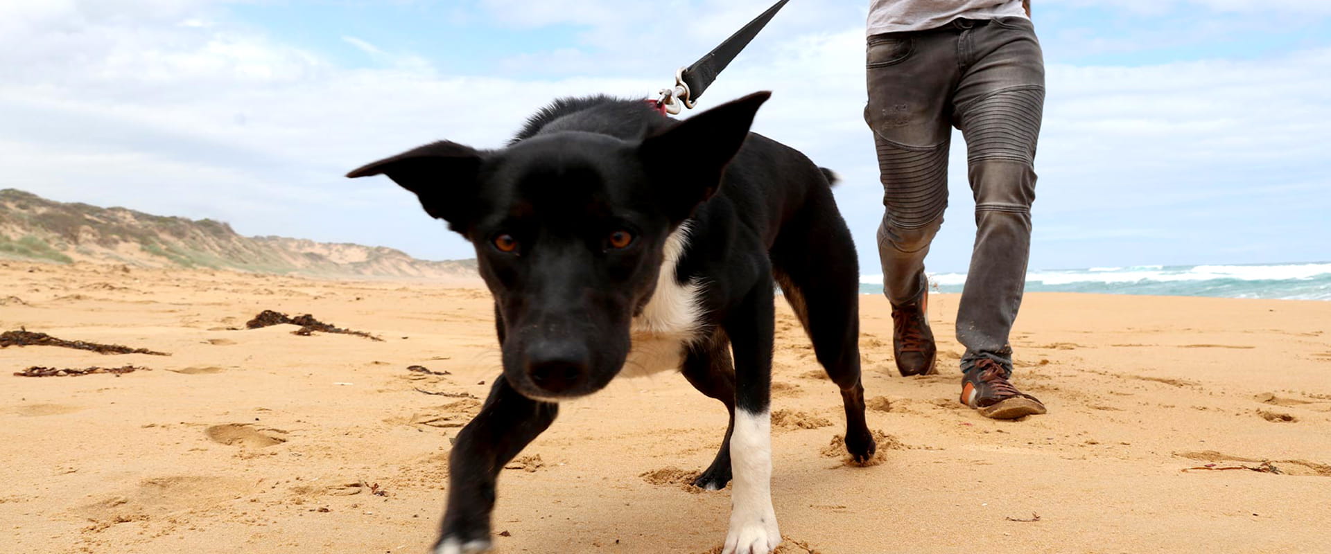 A black and white kelpie dog playfully approaches the camera while the owner holds its lead as they walk along the beach.