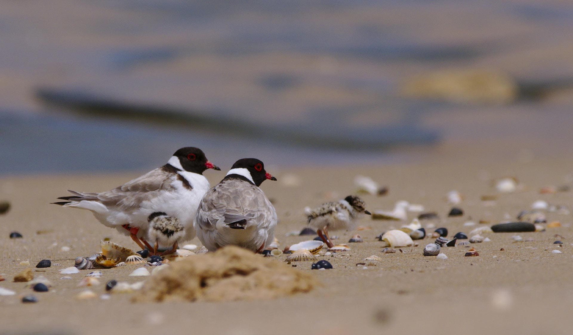 Hooded plovers and chick on the sand at Belfast Coastal Reserve