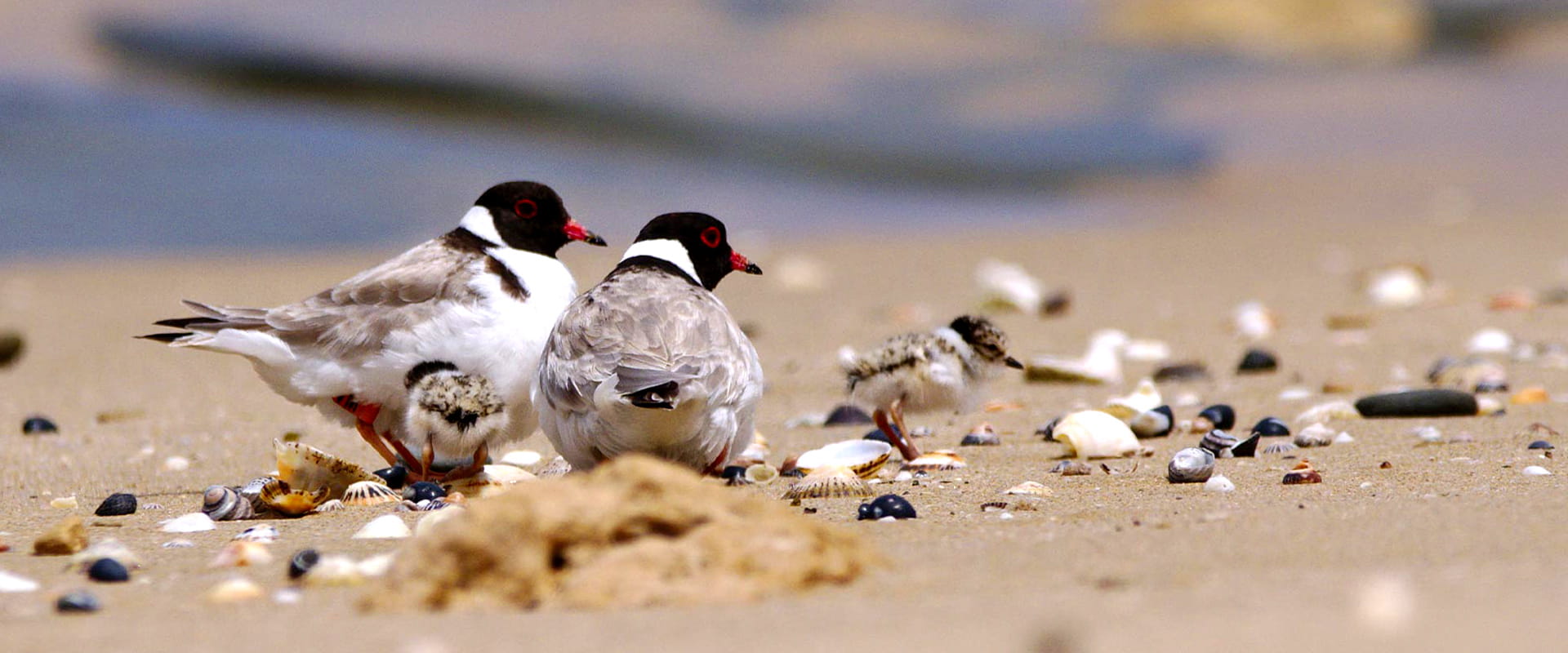 Two hooded plovers watch over their two hatchlings as they explore the seashells nestled in the sand.