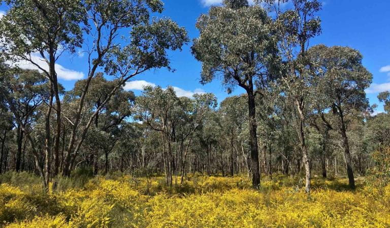 The box ironbark forest found throughout Bendigo Regional Park. 