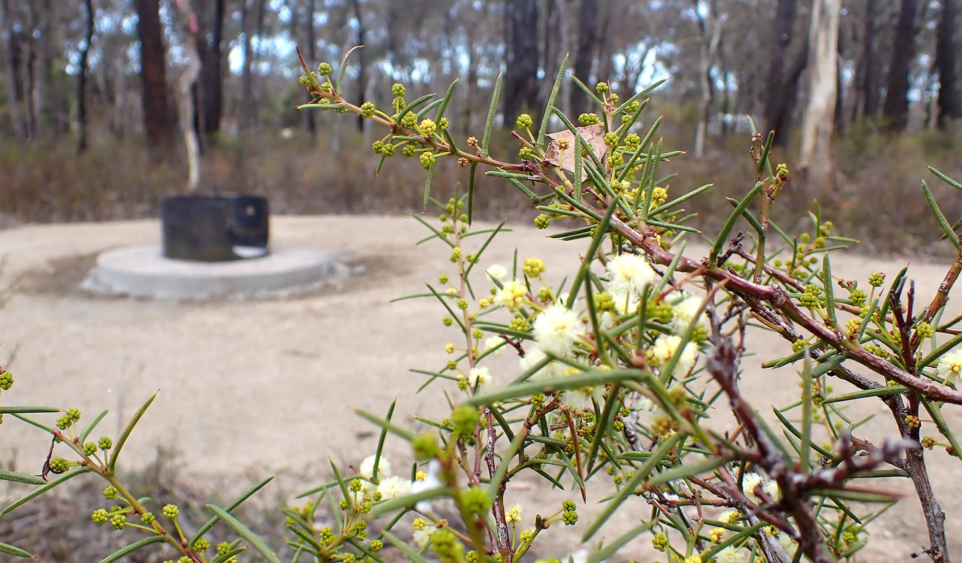 Flowering wattle in the foreground, and campsite firepit in the background.