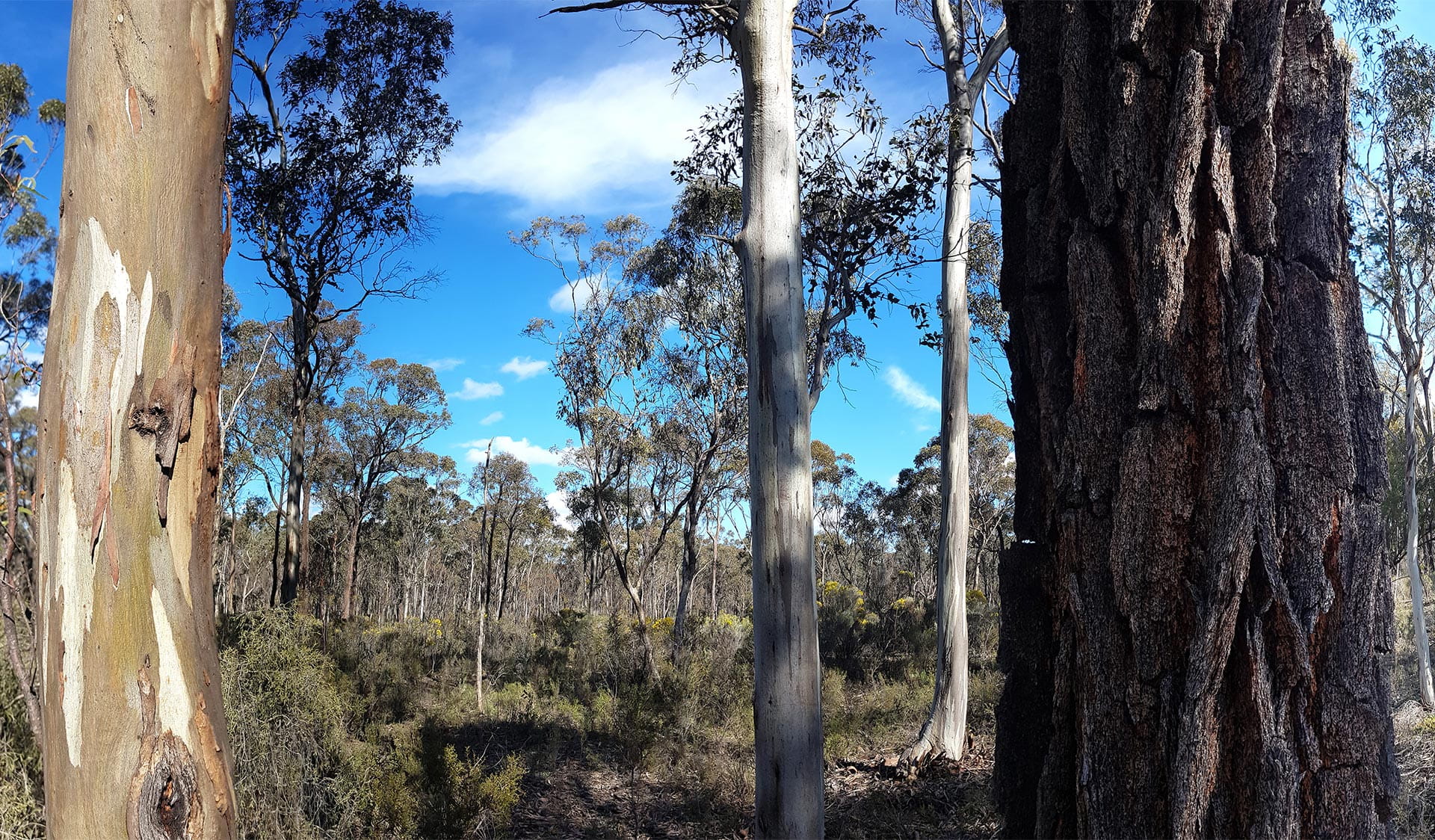 Close up of Red Ironbark tree in the foreground, and a path surrounded by trees in the background.