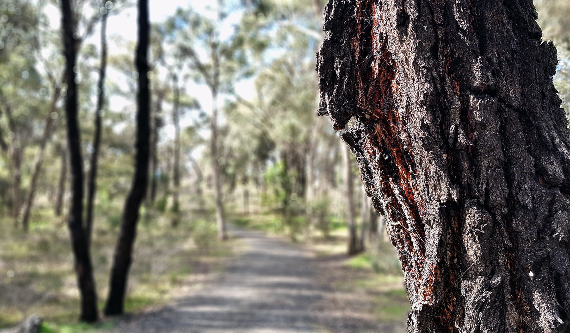 A variety of trees, including Red Ironbark.