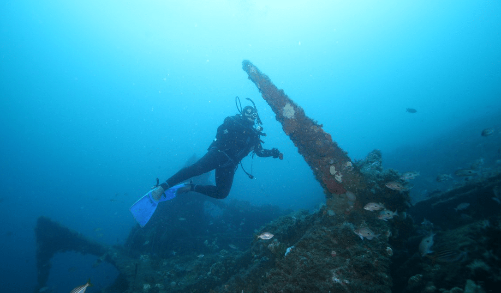 A diver investigates the large four bladed propeller from the S.S. Auckland shipwreck in Beware Reef Marine Sanctuary