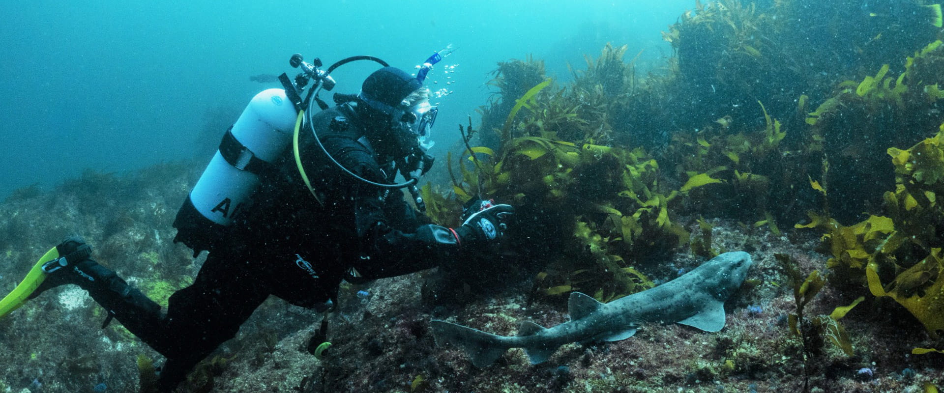 A scuba diver inspects restored kelp, a small shark keeps him company.