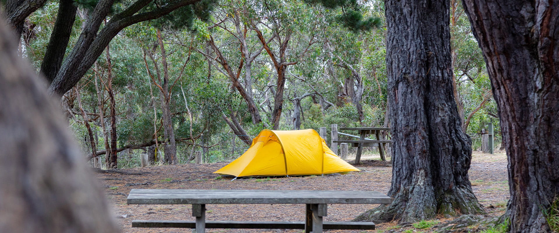 A yellow tent between two picnic tables in front of a background of dry forest.