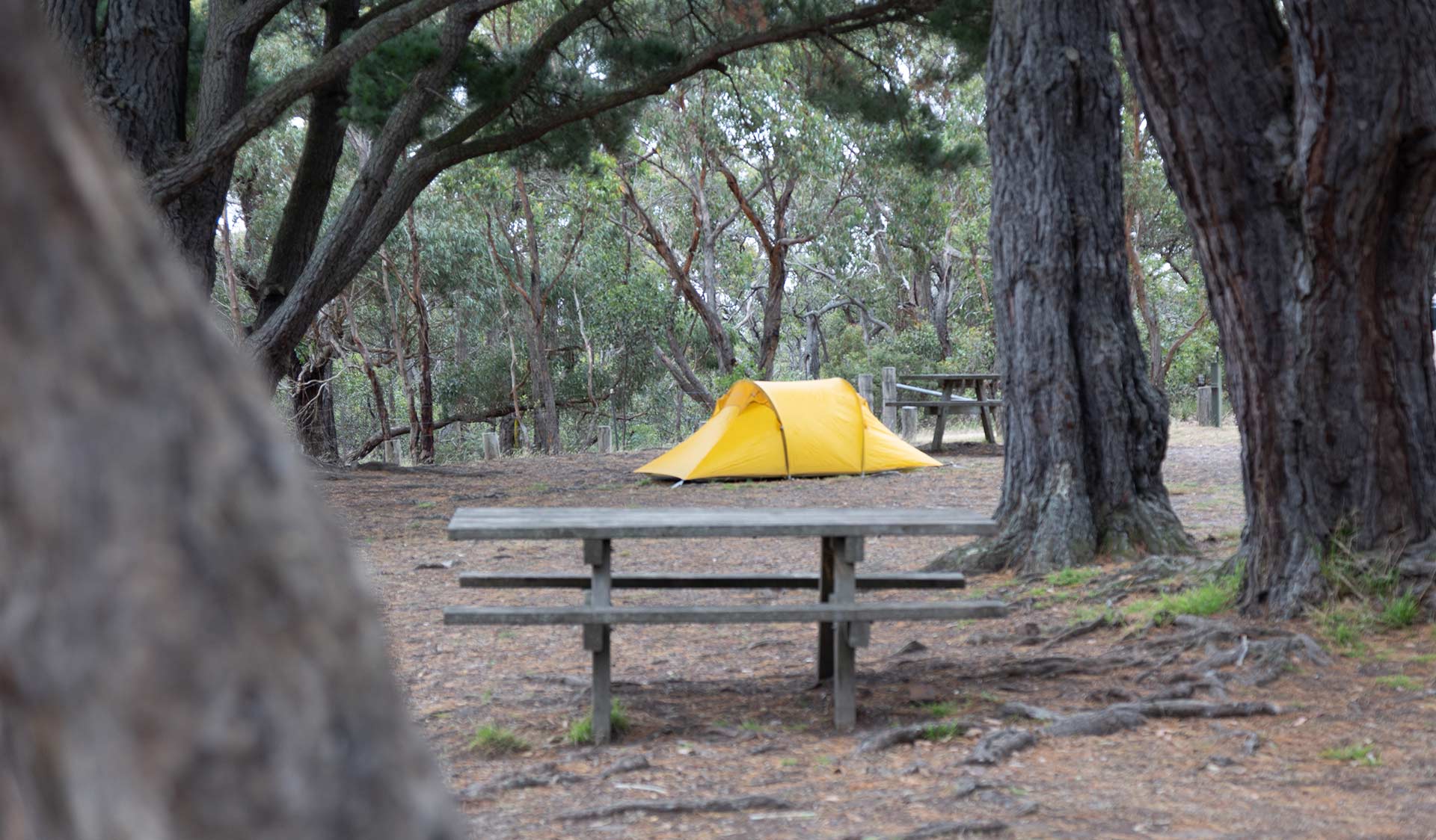 A tent and picnic table at Fridays Campground at Brisbane Ranges National Park