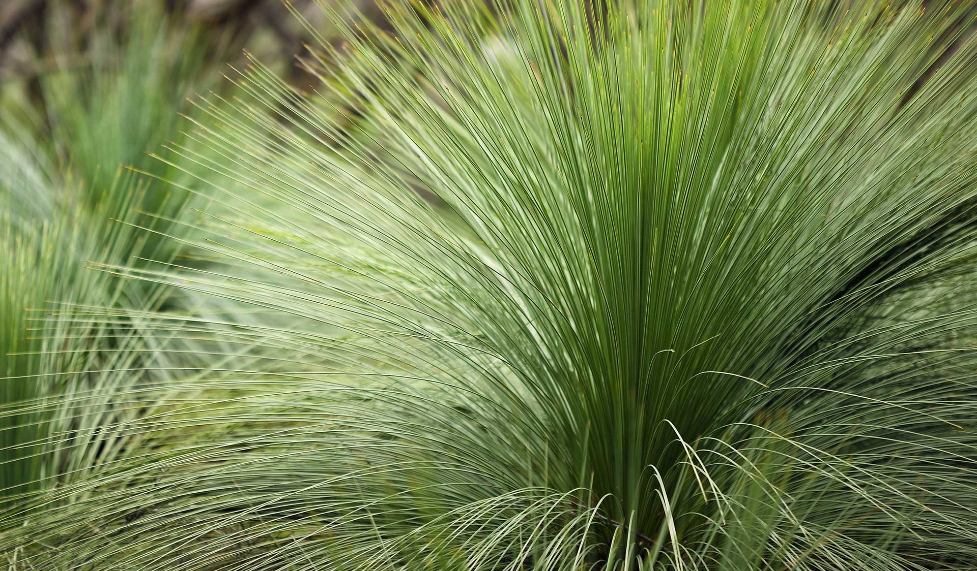 Grass in the Brisbane Ranges