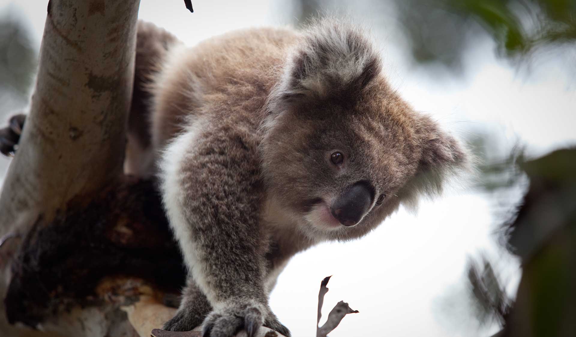 A koala in a tree in the Brisbane Ranges National Park.
