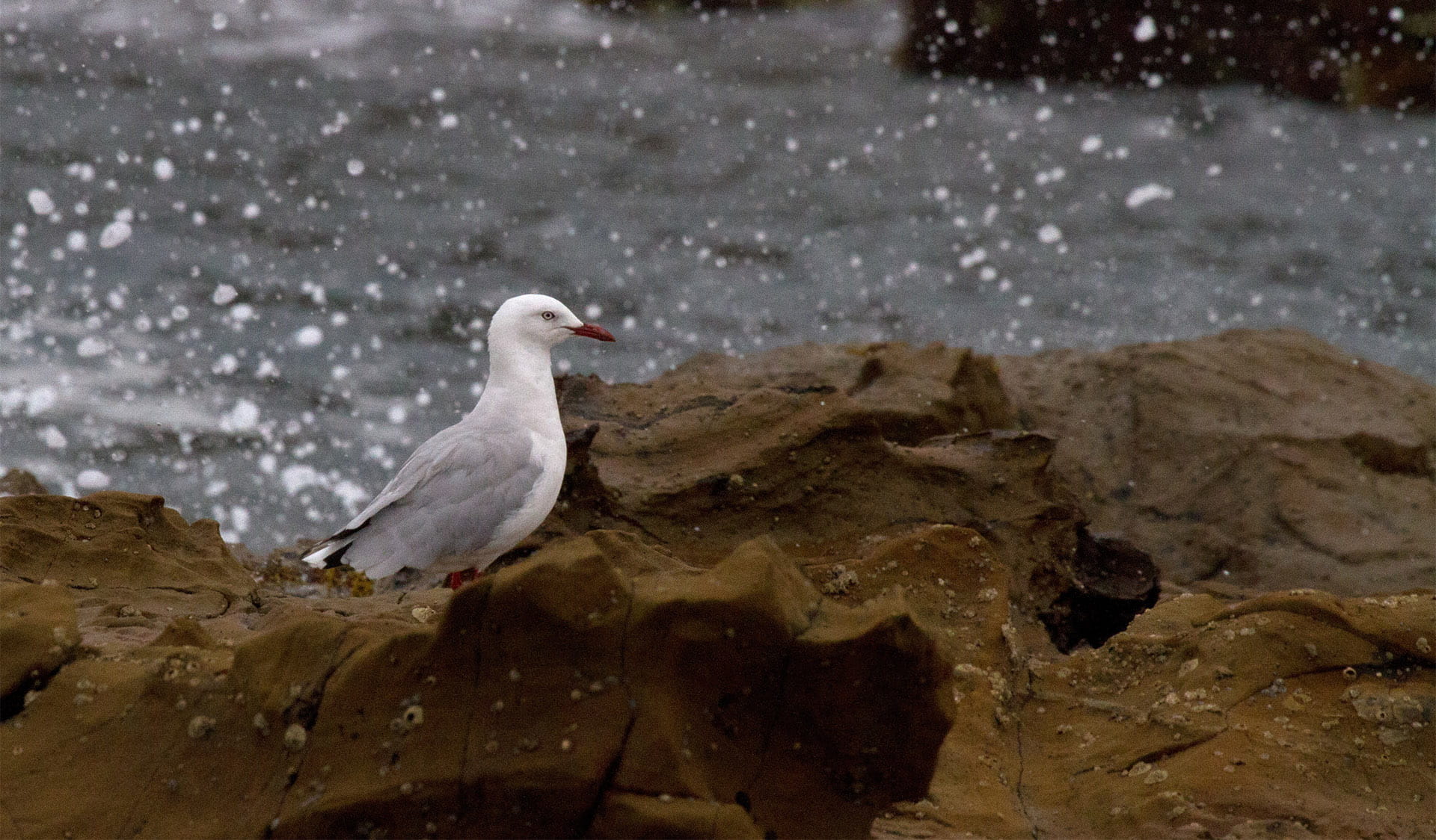 A seagull sitting on a rock with waves splashing in the background.