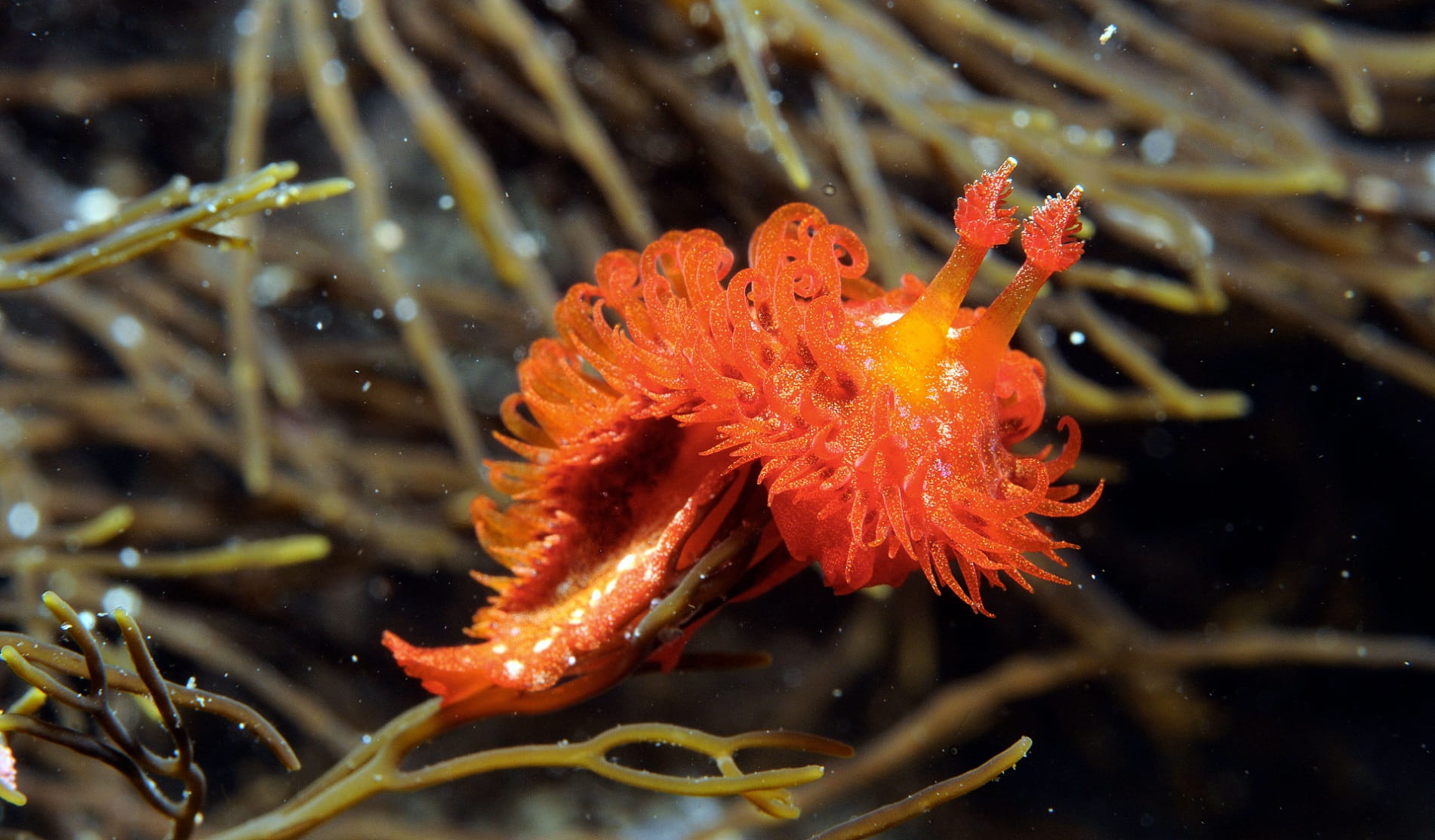 Cape Howe Marine National Park