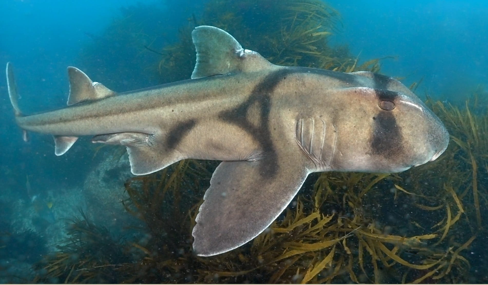 Cape Howe Marine National Park