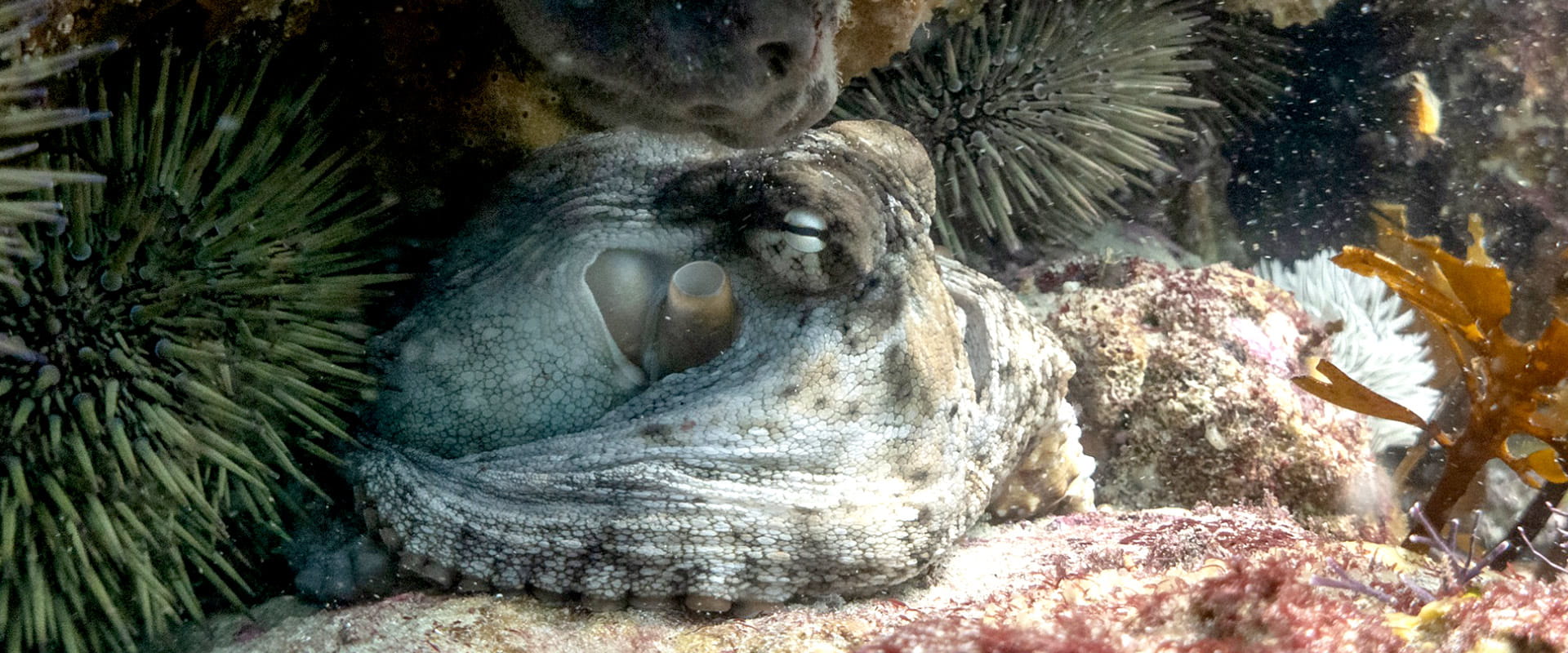 An octopus hides on the sea bed, curled amongst the rocks, surrounded coral and urchins.