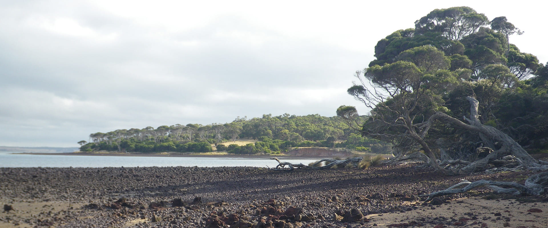 View of a rocky beach, with water and trees in the background.
