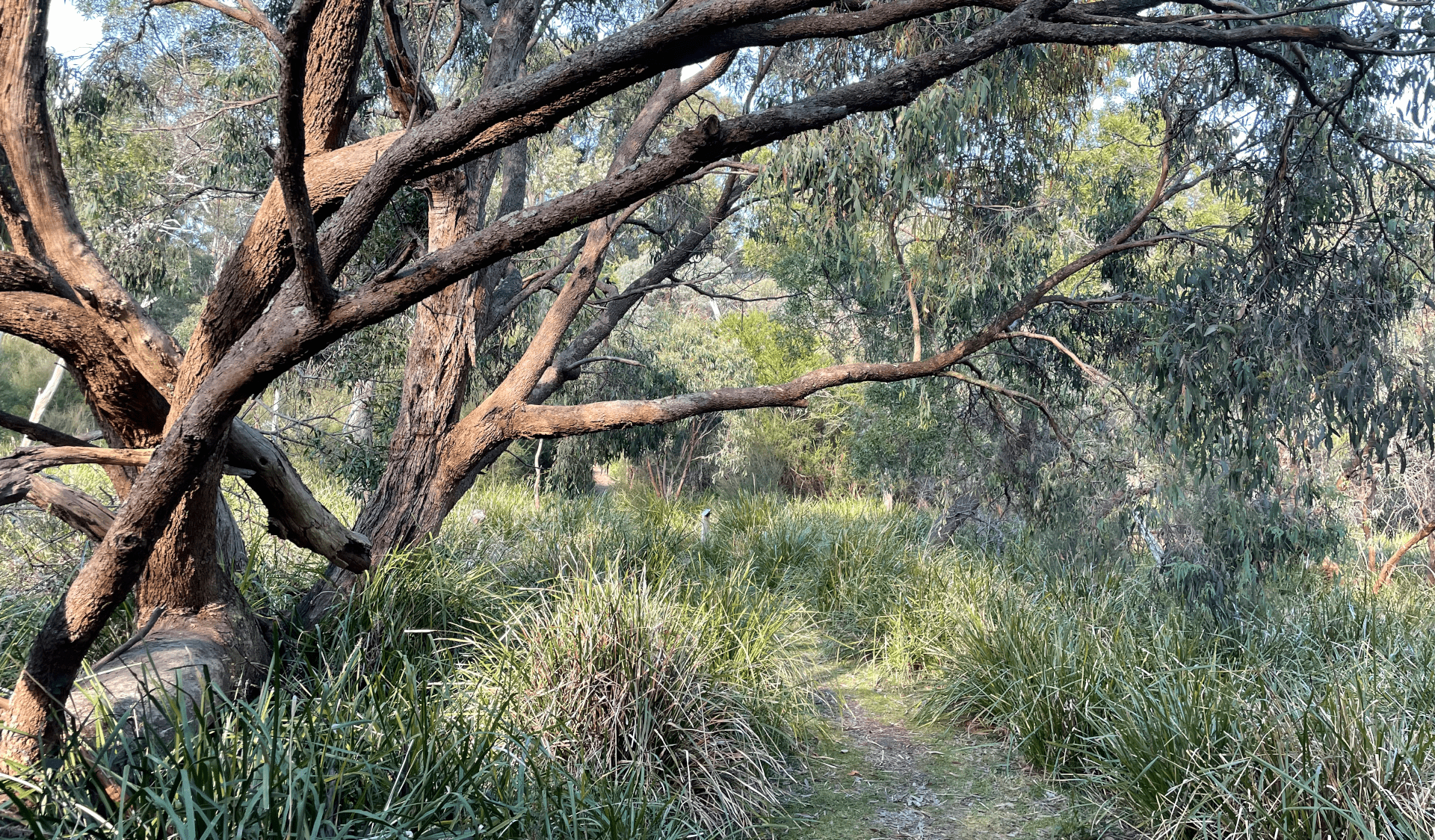 A walking track in Churchill National Park