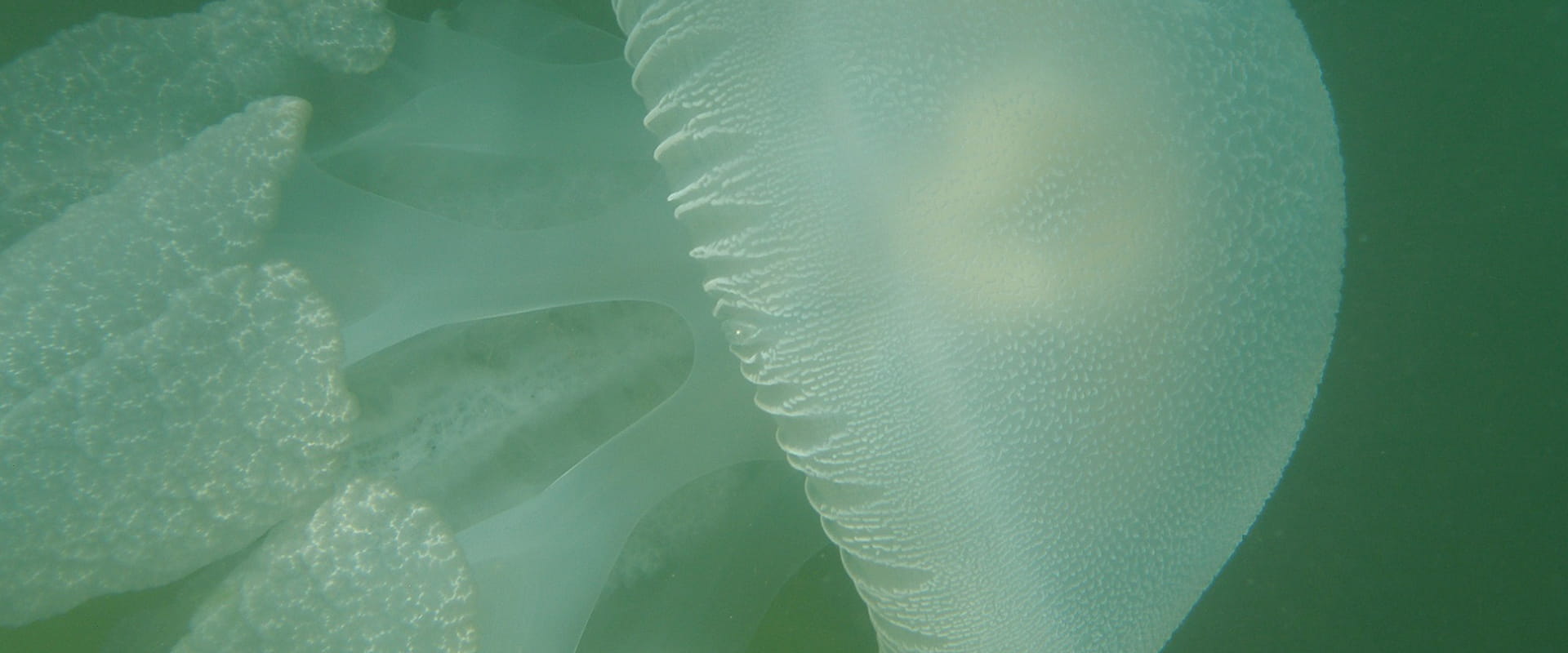 A macro shot of a white jellyfish in an emerald green water.