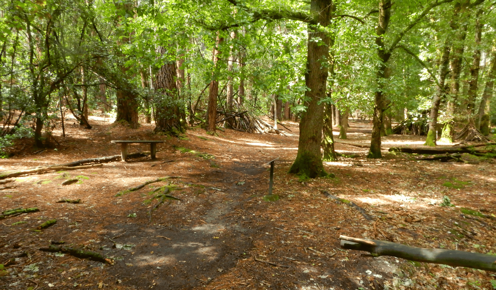 A walking path through the trees in Creswick Regional Park