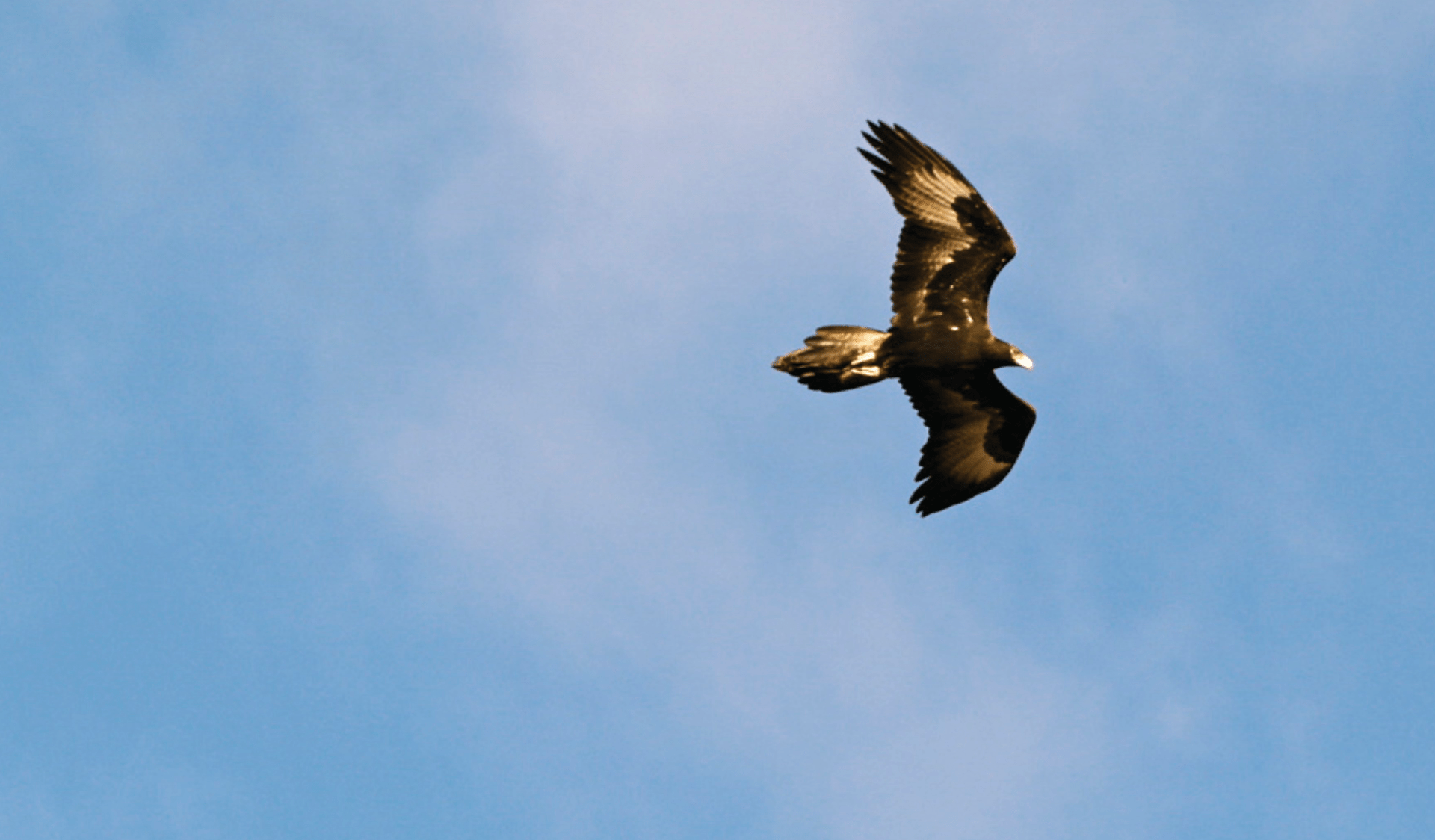 A wedge tail eagle against a blue sky