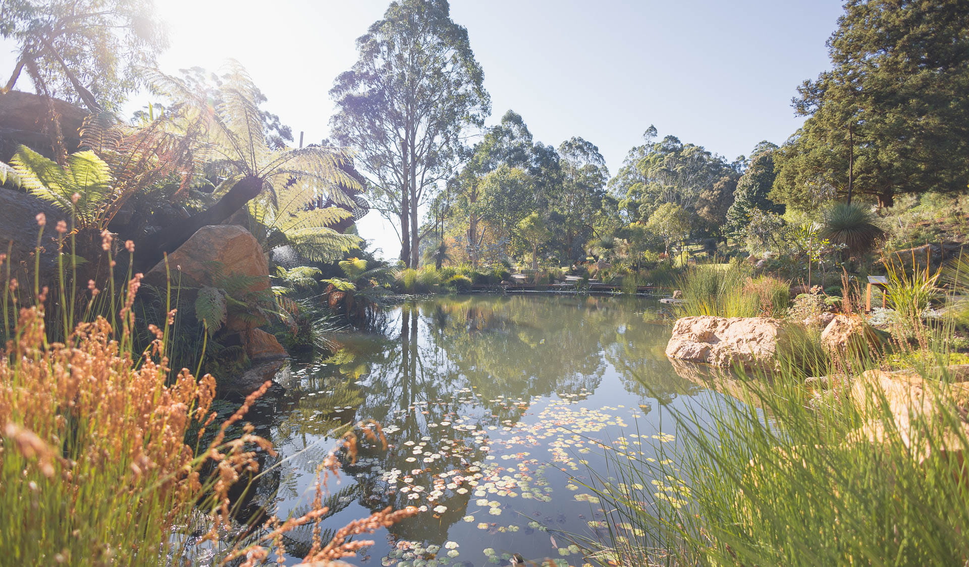 A landscaped garden with winding paths, a large pond and filled with mature native Australian plants. 