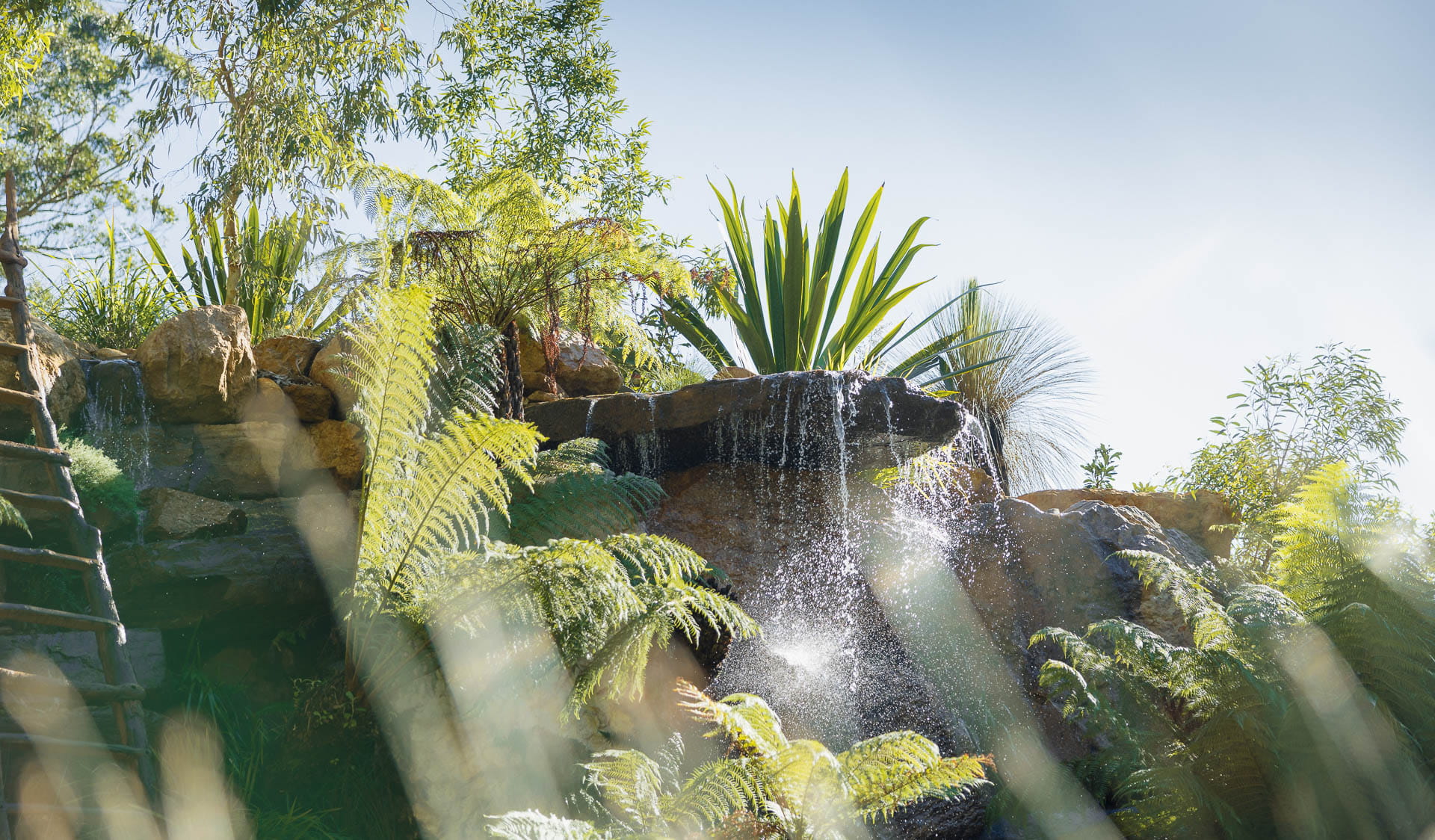 A landscaped garden with winding paths, a large pond and filled with mature native Australian plants. 