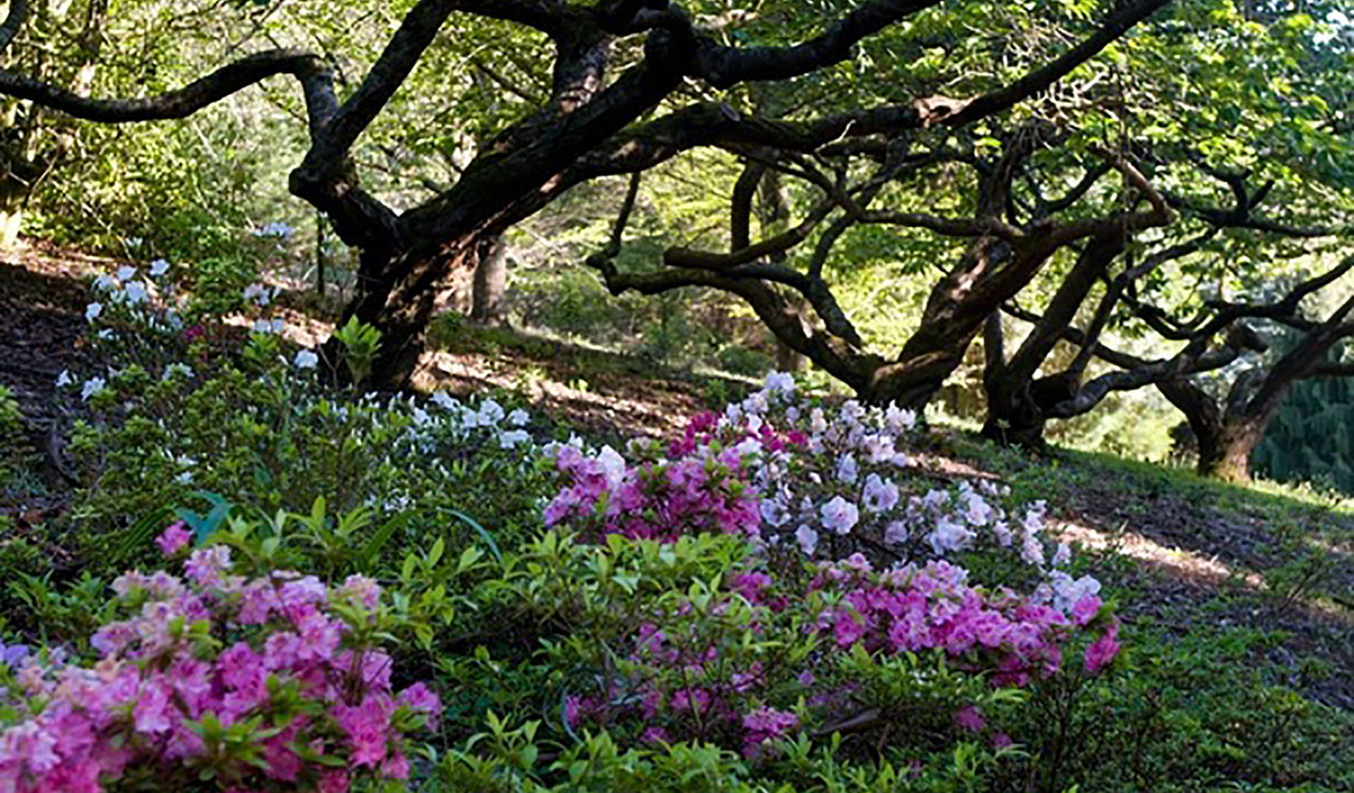 Flowers beneath a canopy of trees at Dandenong Ranges Botanic Garden.