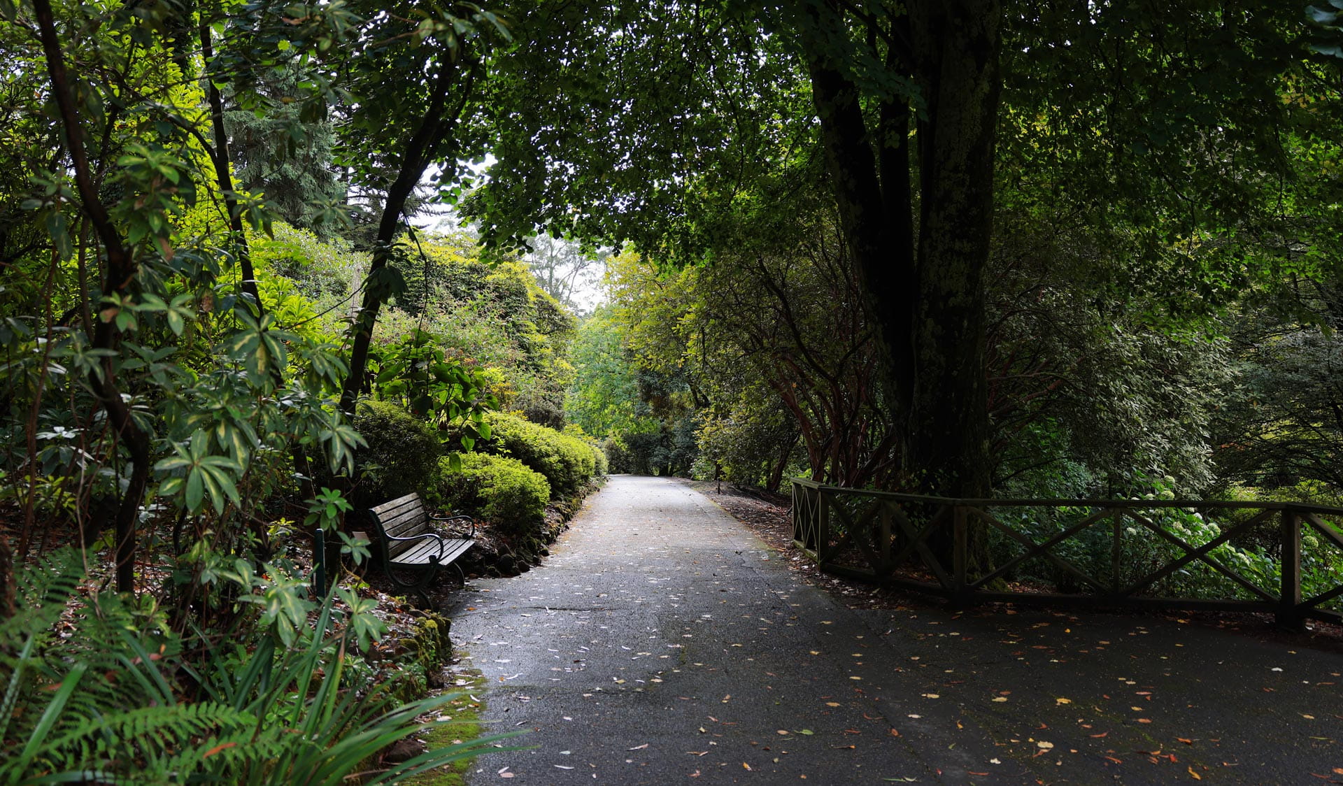 Park bench in the shade at Dandenong Ranges Botanic Garden.