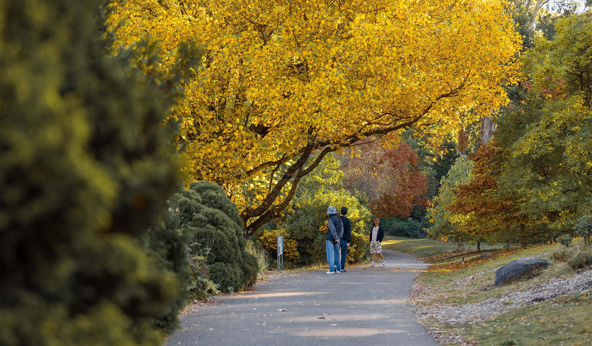 Visitors under autumn leaves on a path at Dandenong Ranges Botanic Garden.