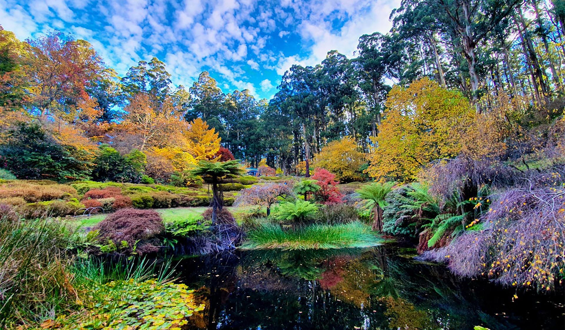 Pond reflections at Dandenong Ranges Botanic Garden.