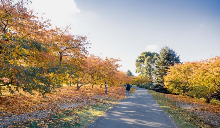 People walk along a paved path surrounded by mature autumnal European trees. 