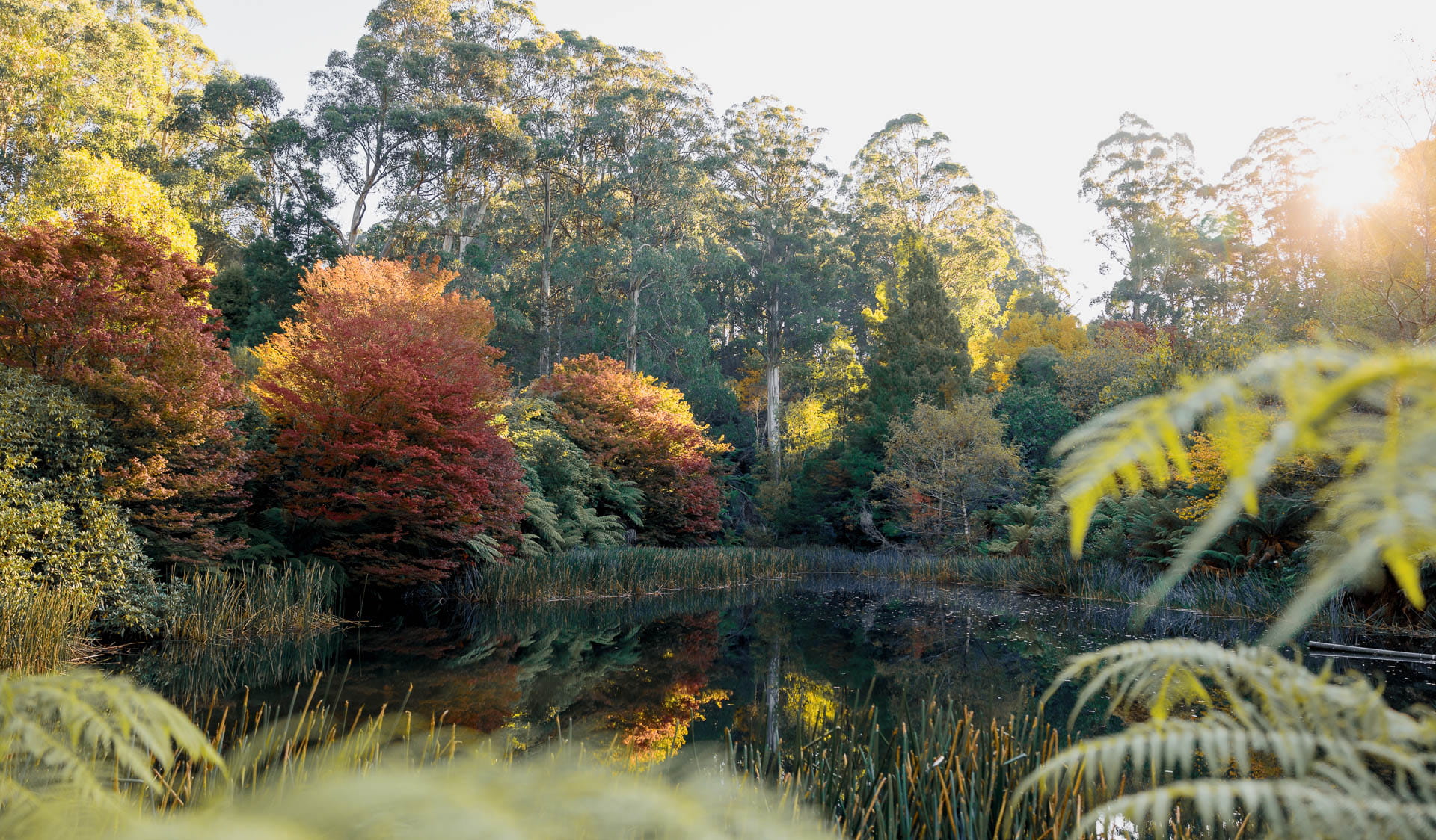 Dandenong Ranges Botanic Garden Dandenong Ranges Botanic Garden