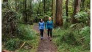Two women in activewear follow a path through tall mountain ash trees.