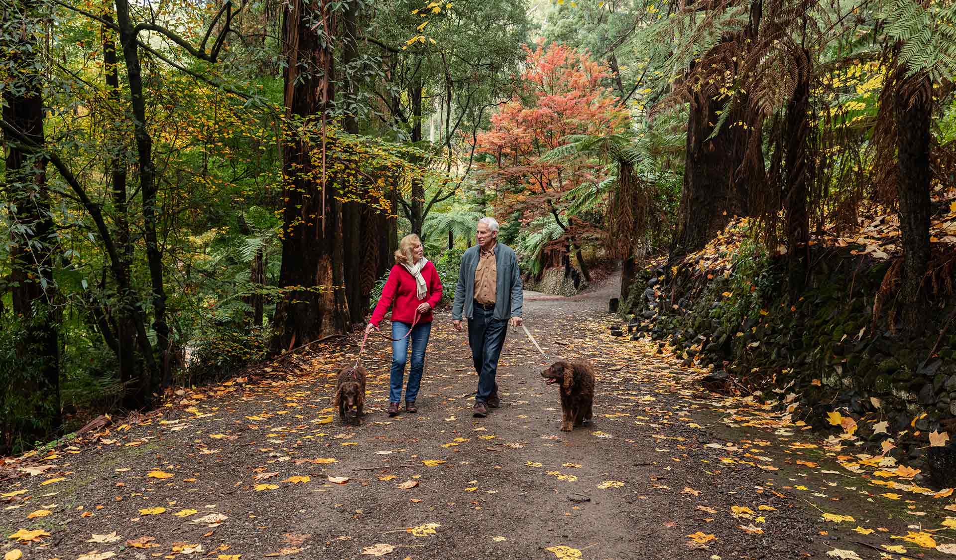 A couple in their sixties walk their two flat coated retriever dogs through the Alfred Nicholas Gardens among the changing autumn colours .