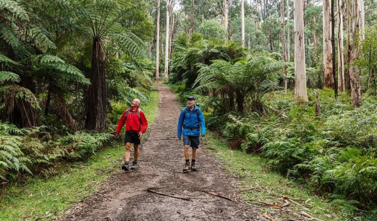 Two retired men go on a long walk through lush temperate rain-forest near Eagles nest picnic ground.