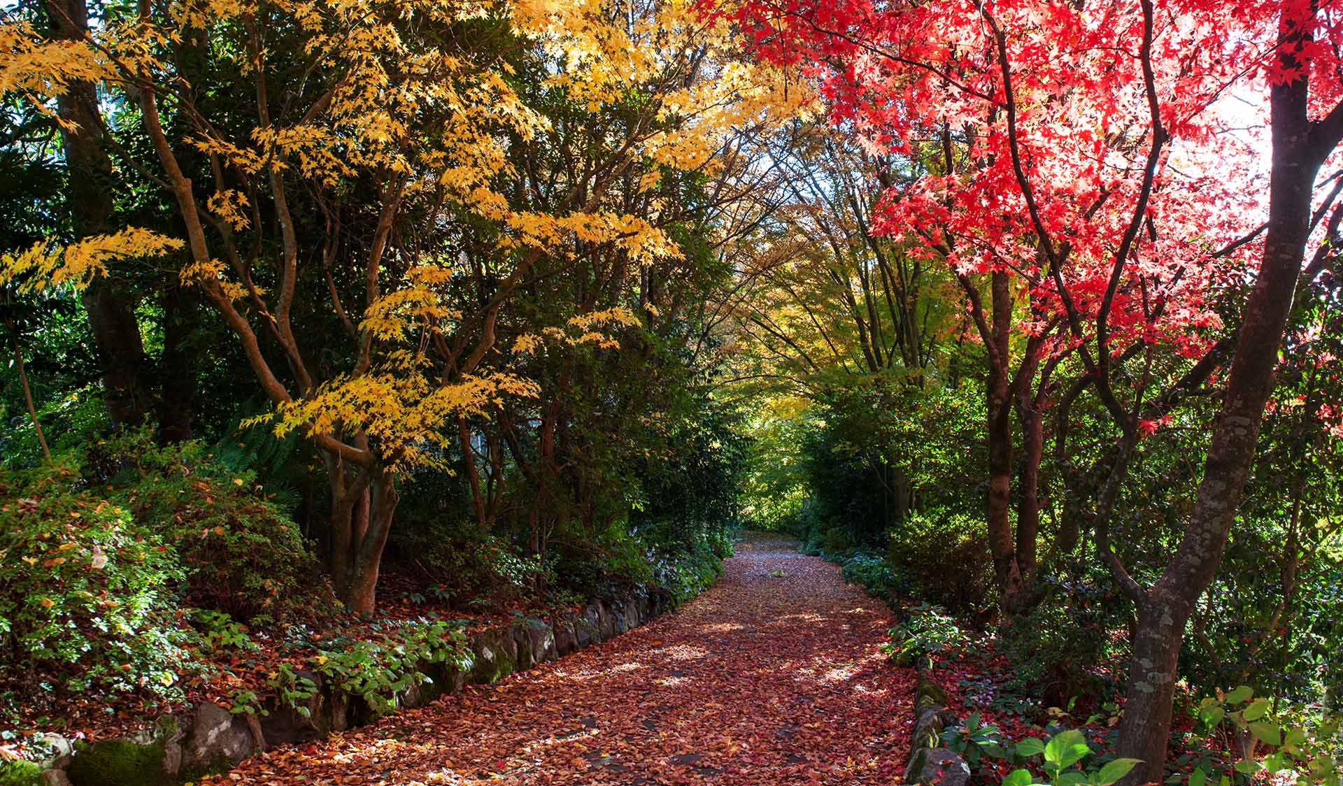 Autumn leaves in the George Tindale Memorial Garden in the Dandenong Ranges National Park.