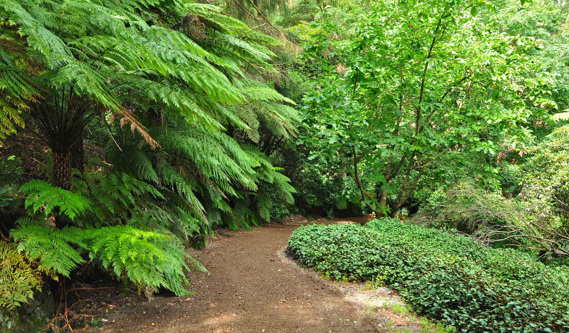 A path in Pirianda Garden in the Dandenong Ranges National Park.