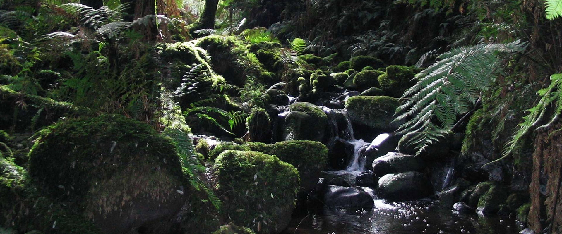 A lush waterfall surrounded by moss covered rocks and tree ferns