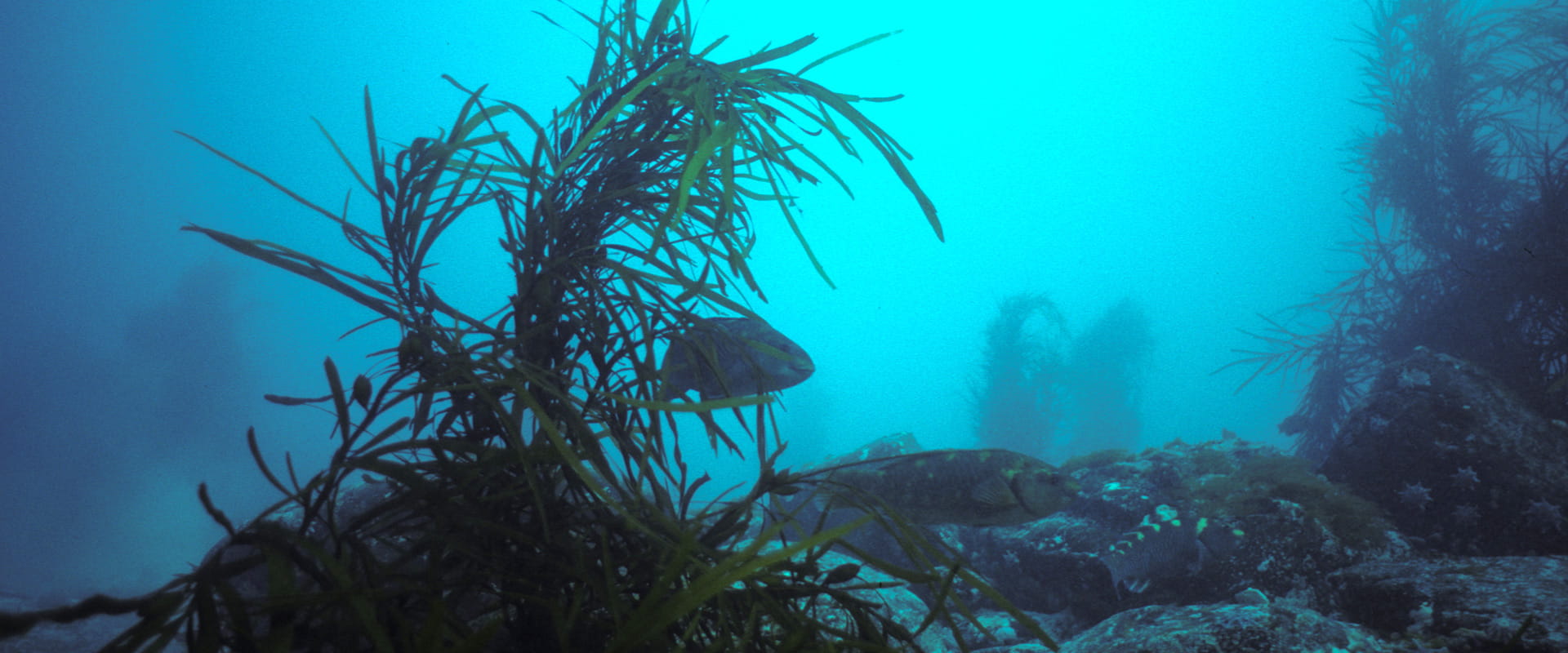 Two fish swim amongst kelp and a rocky seabed. Some of the rocks have clusters of starfish.