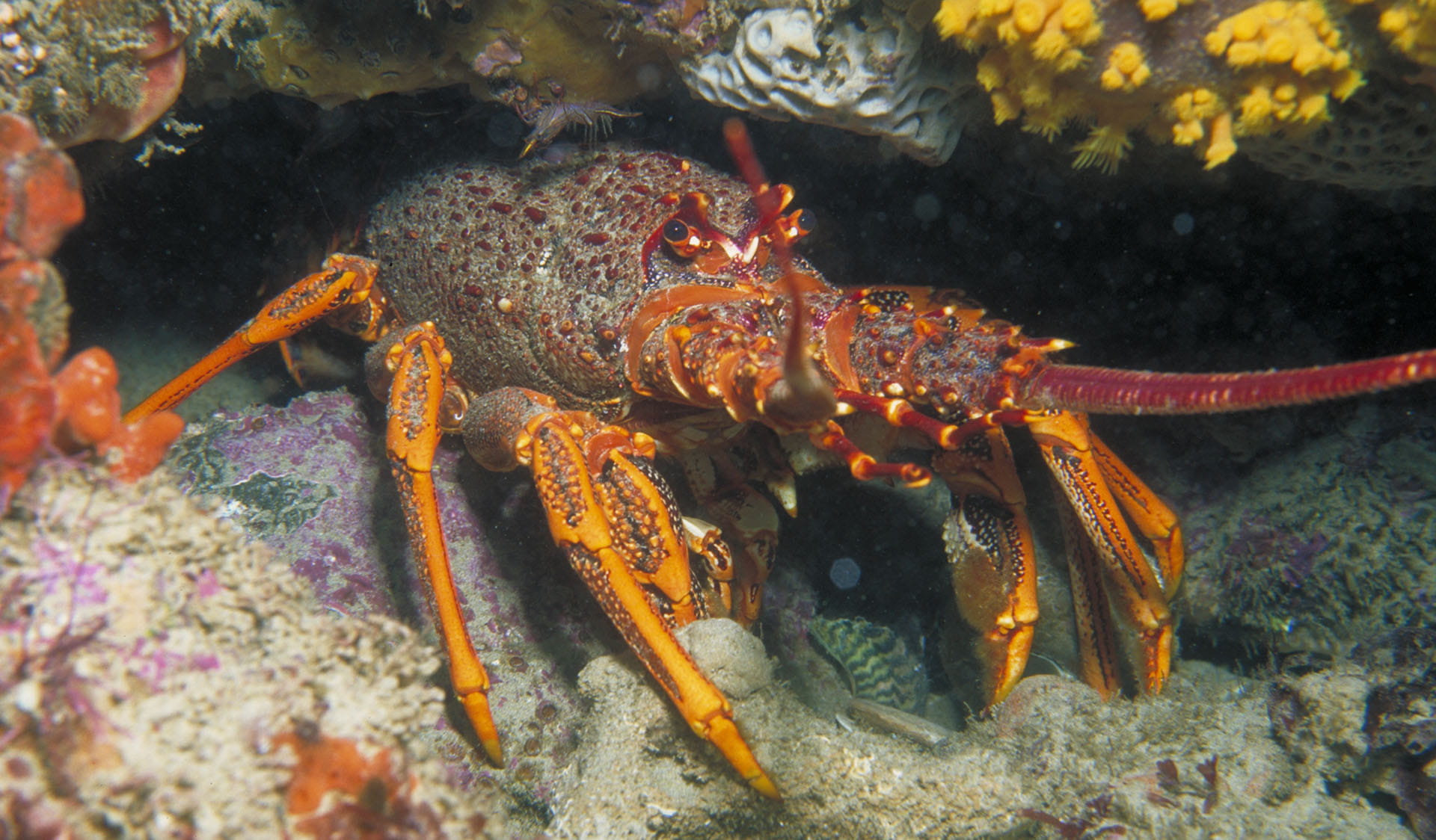 Sourthern Rock Lobster at Eagle Rock Marine Sanctuary