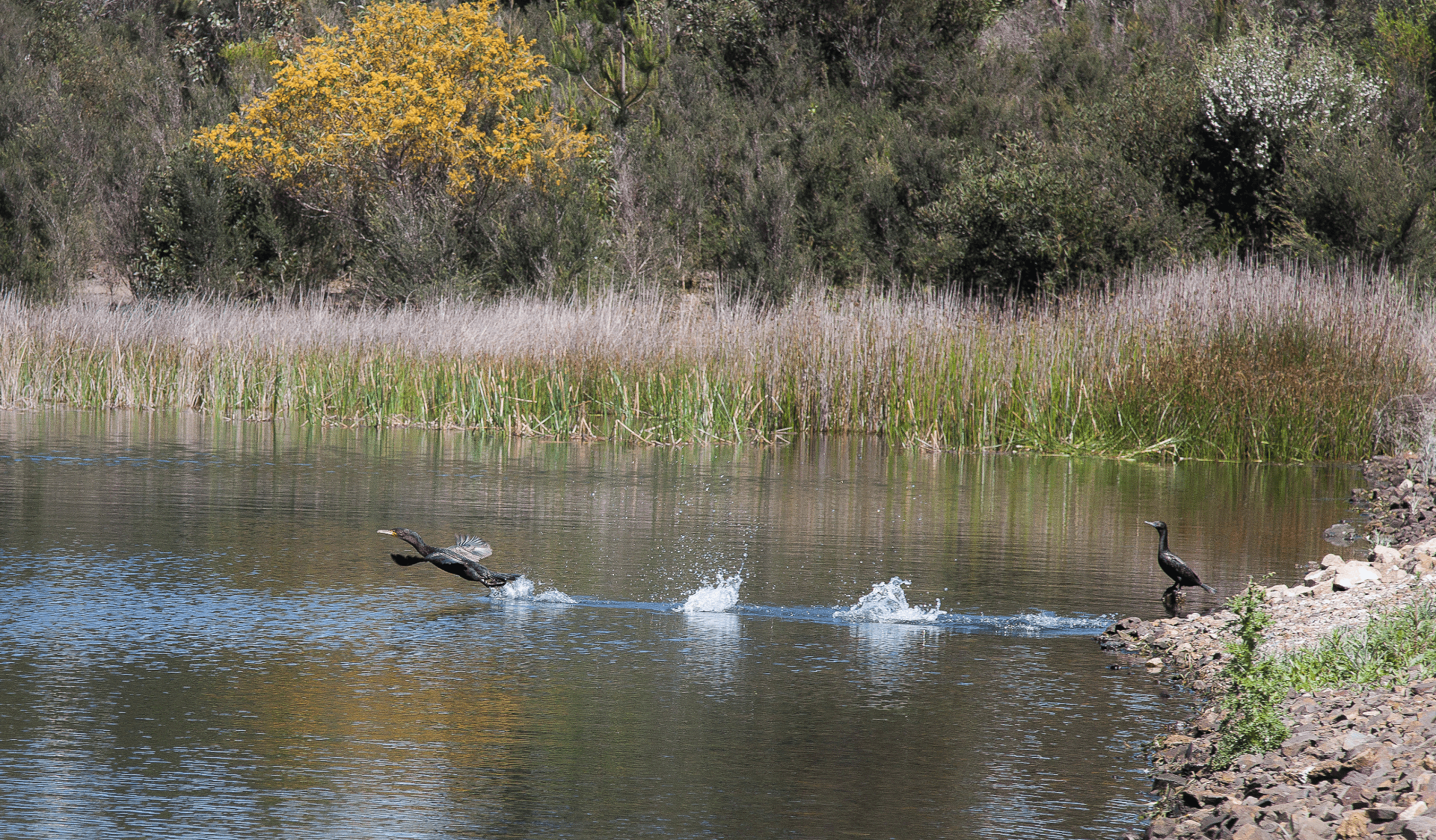 Ducks flying across the dam at Frankston Nature Conservation Reserve