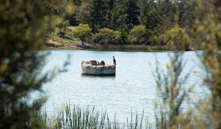 A bird near the water at Frankston Nature Conservation Reserve