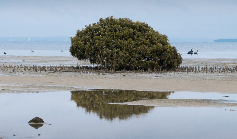 A sandbar and mangroves with swans in the distance at French Island National Park