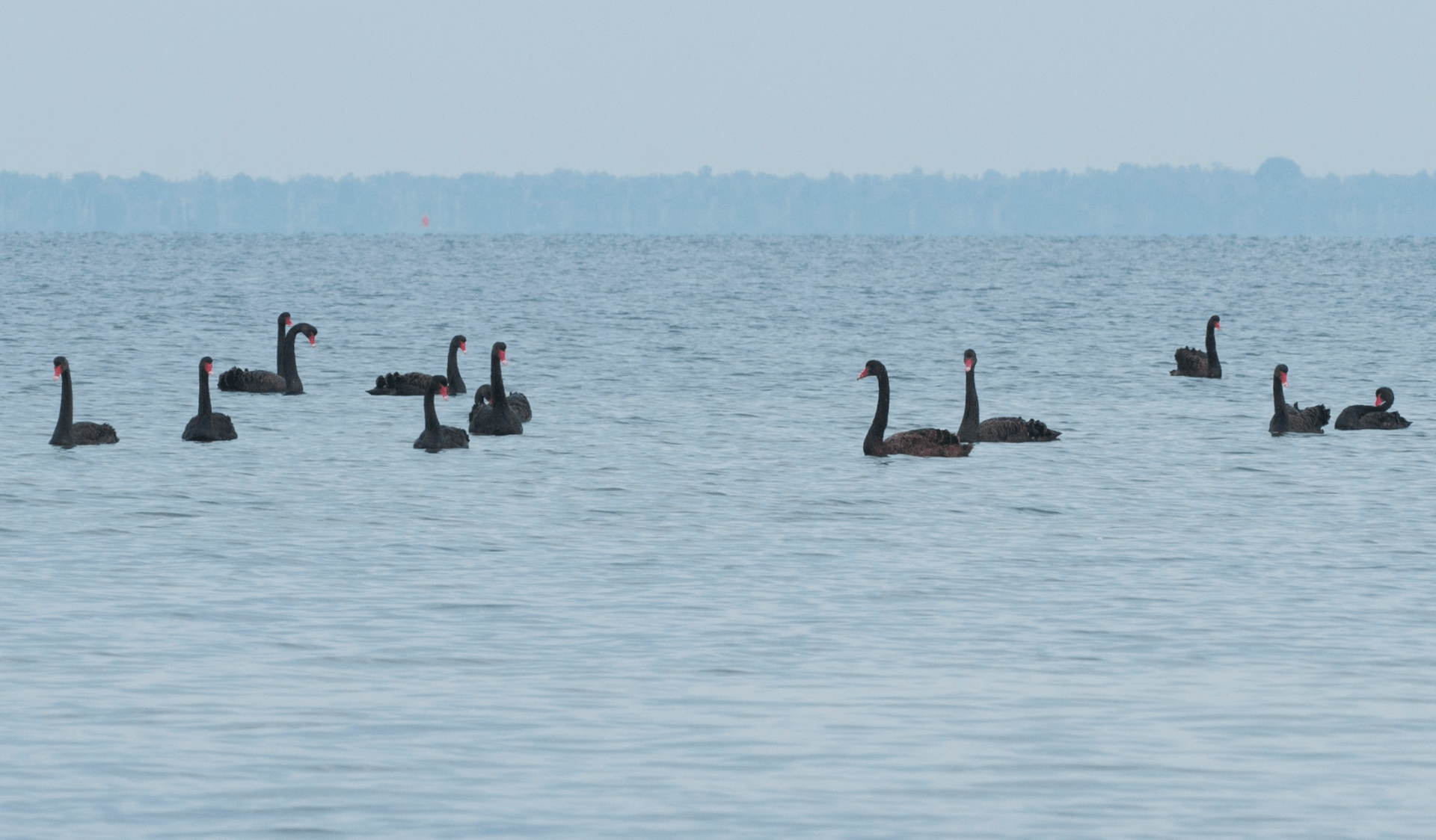 Swans on the water at French Island National Park