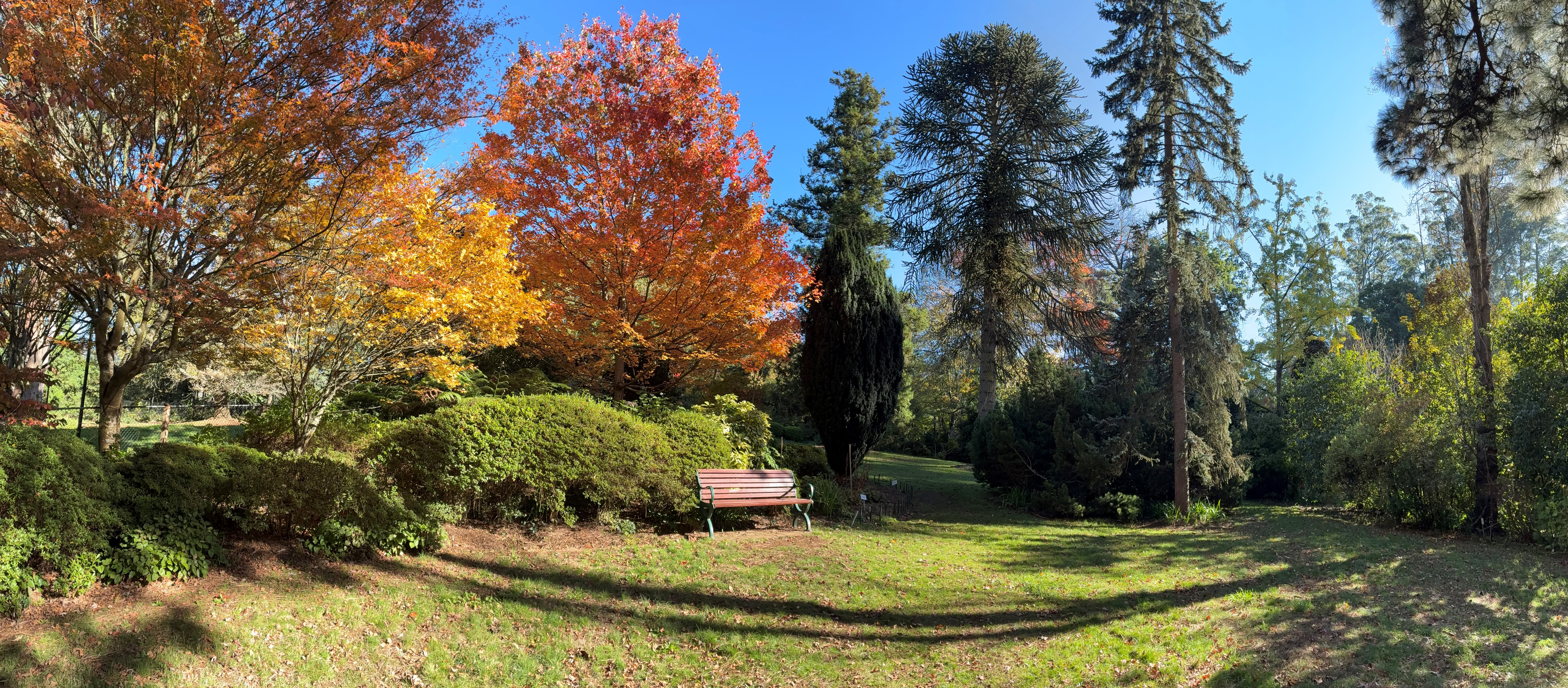 A wide shot of a park bench in the middle of a grassed area surrounding by tall trees. 